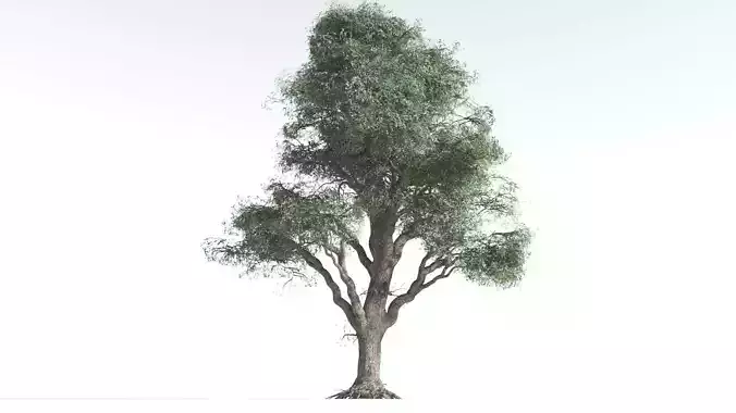 EVERYPlant Kauri Pine 4 --16 Models-- 3D model