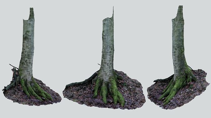 Mossy tree 01 Photoscan Free 3D model