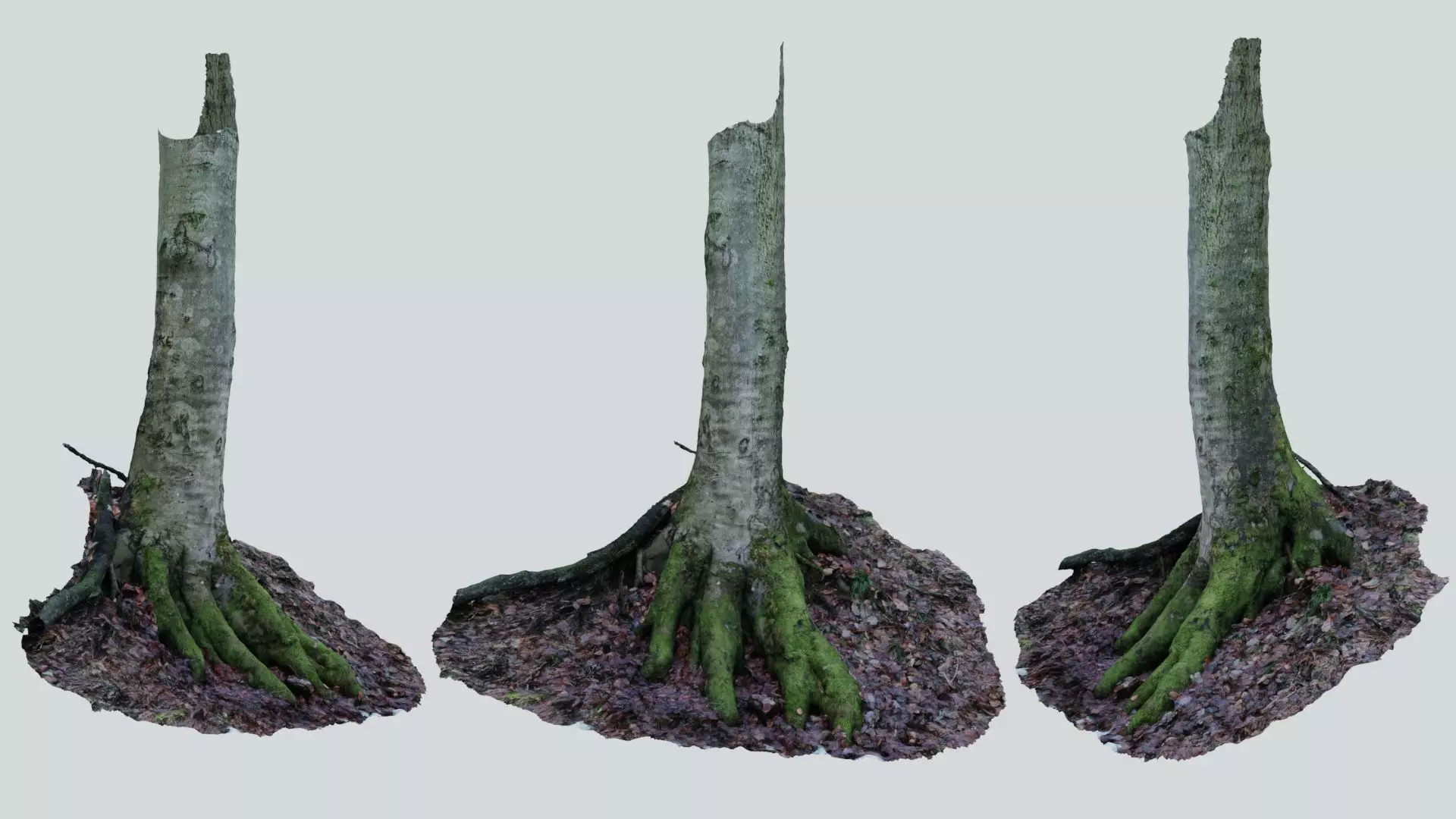 Mossy tree 01 Photoscan Free 3D model