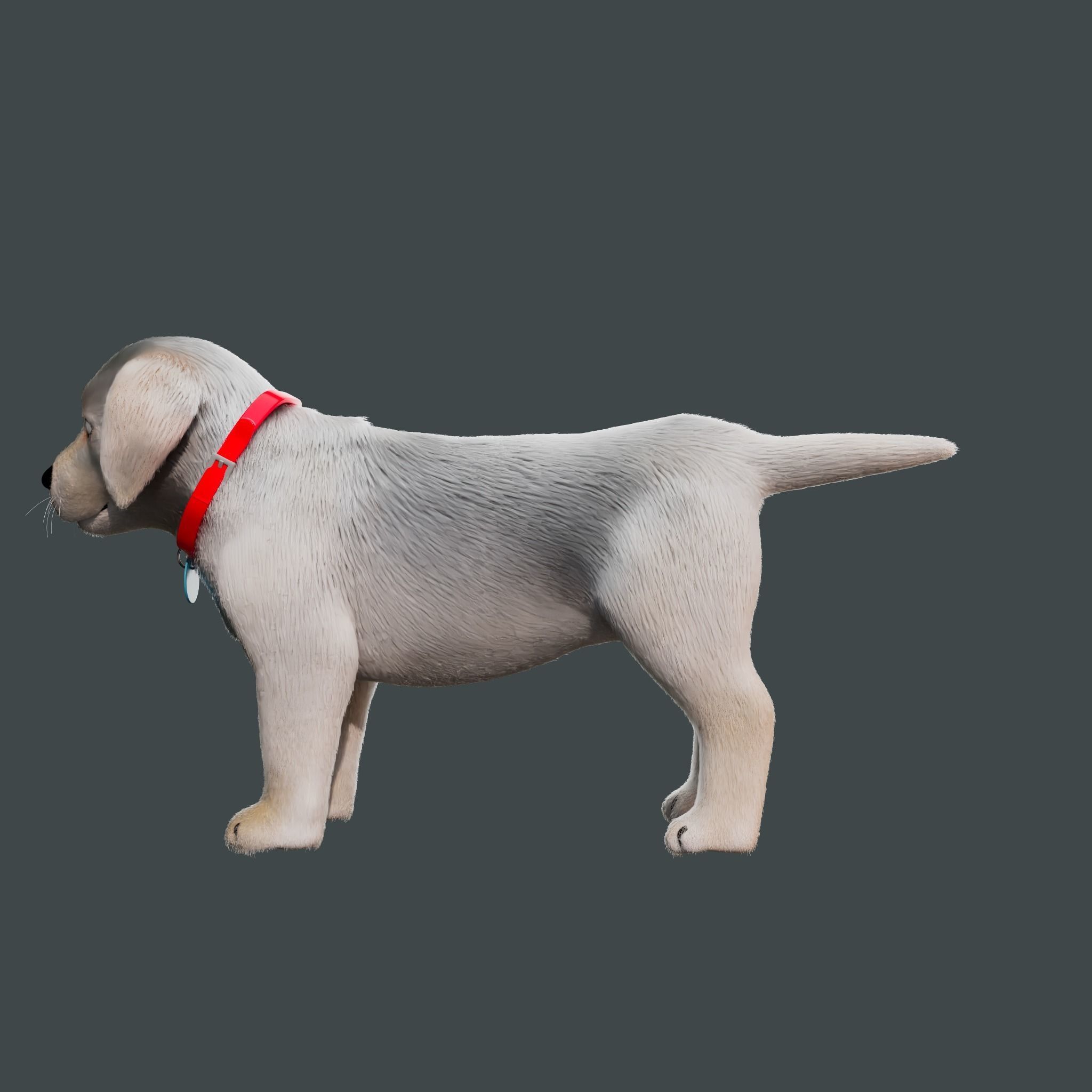 Cartoon Dog Rigged Low-poly 3D model_12