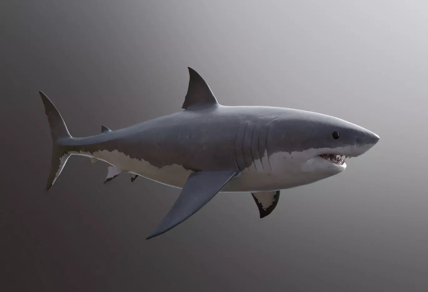 great white shark Free 3D model