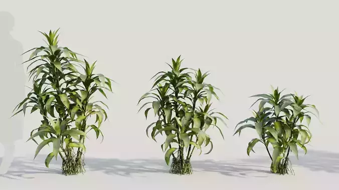 Dracaena sanderiana a 3D model