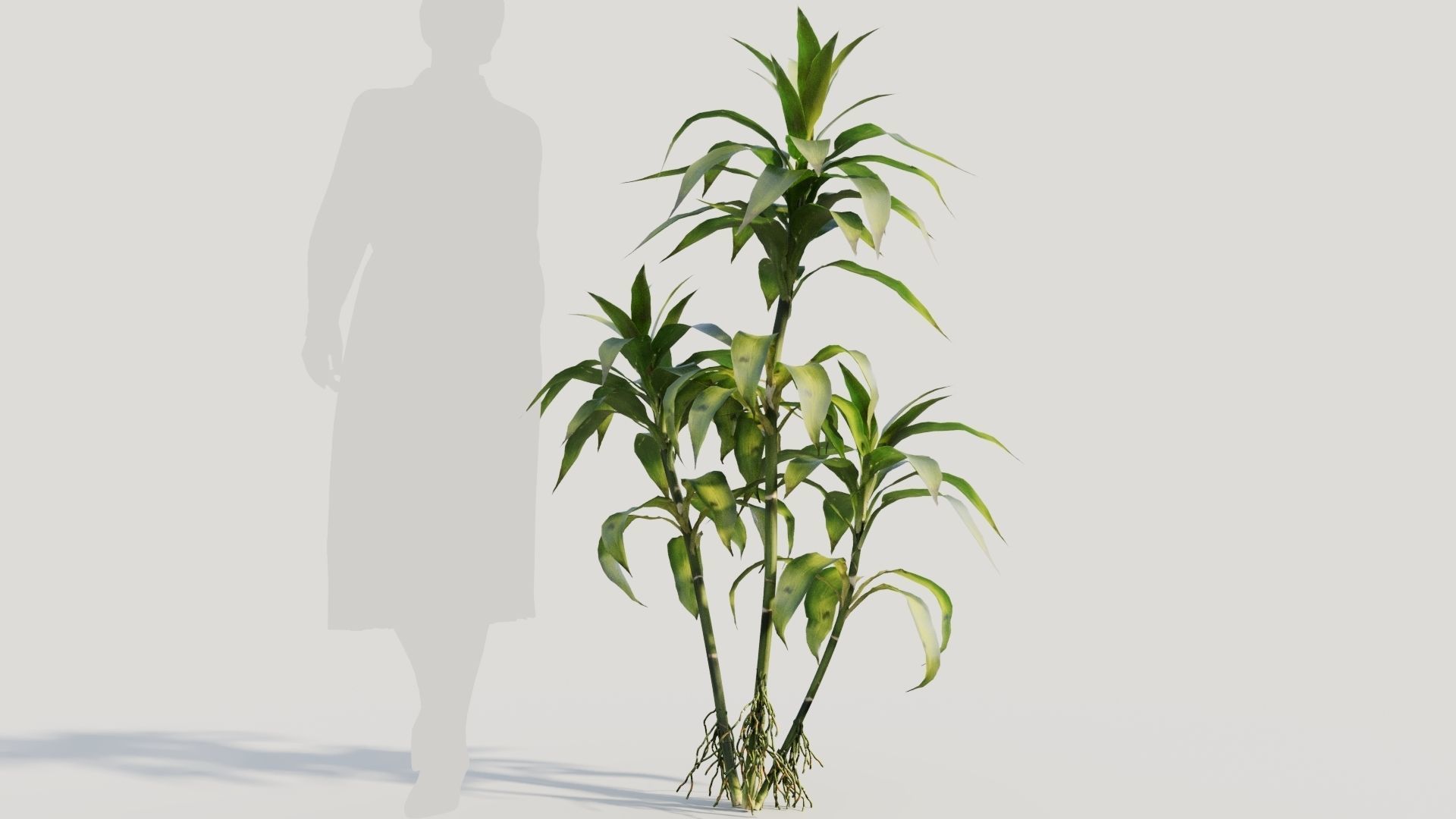 Dracaena sanderiana b 3D model_6