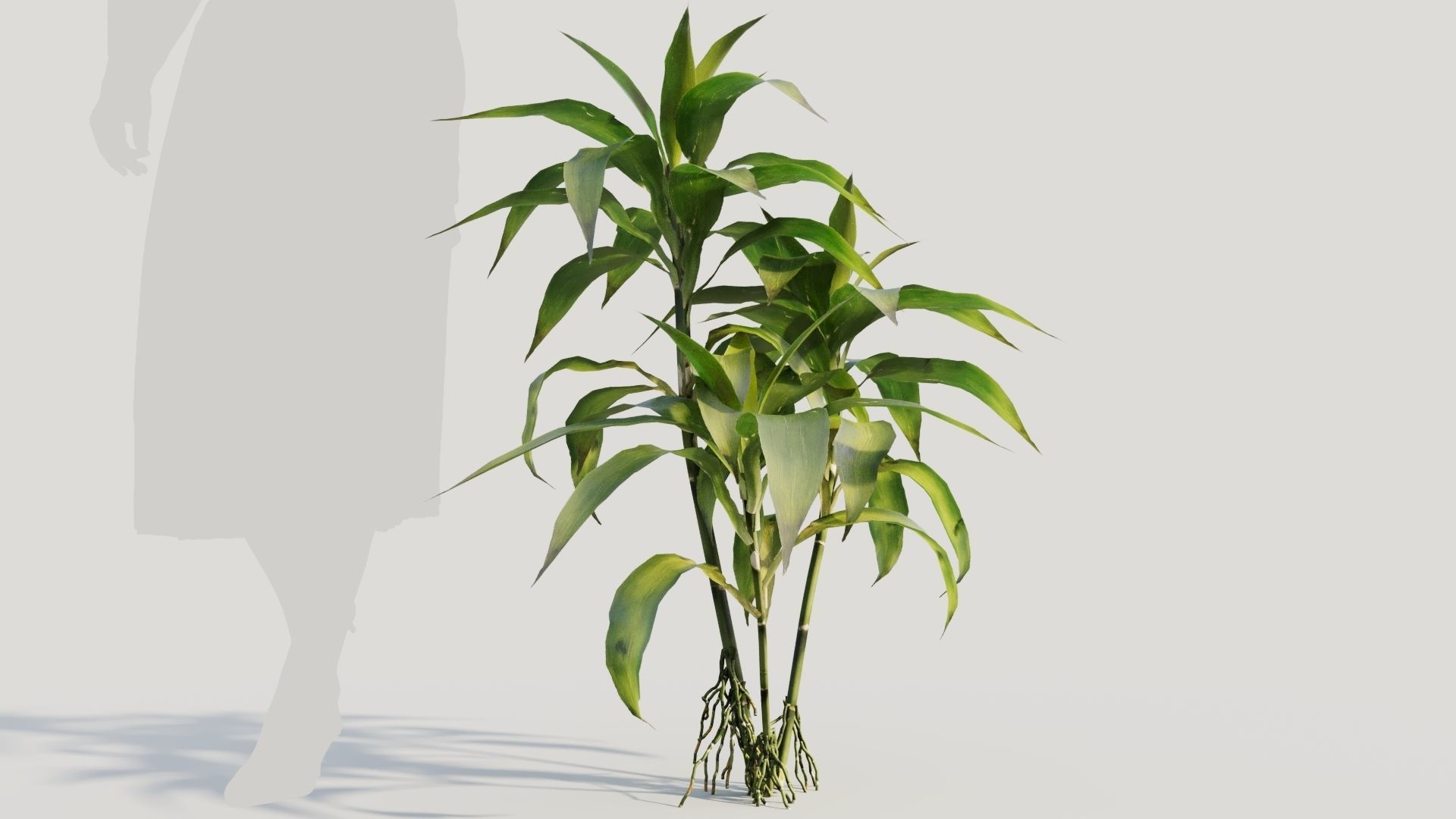 Dracaena sanderiana b 3D model_5