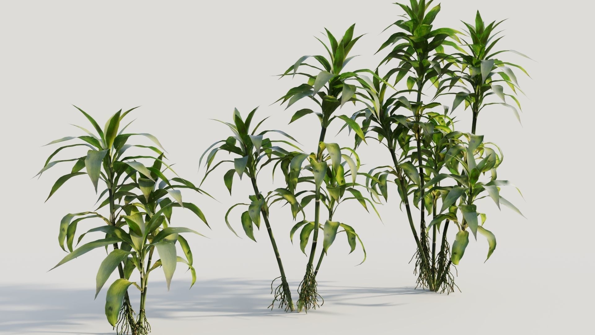 Dracaena sanderiana b 3D model_3
