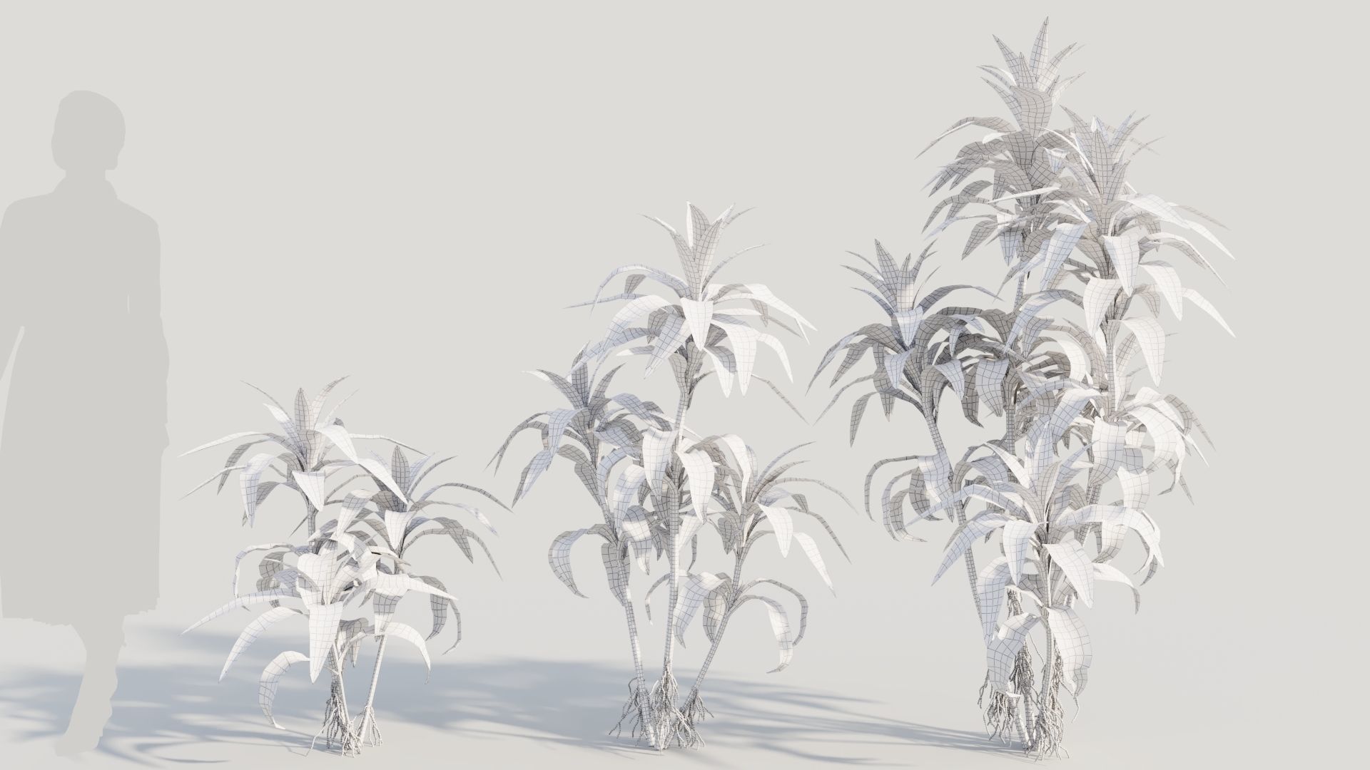 Dracaena sanderiana b 3D model_8