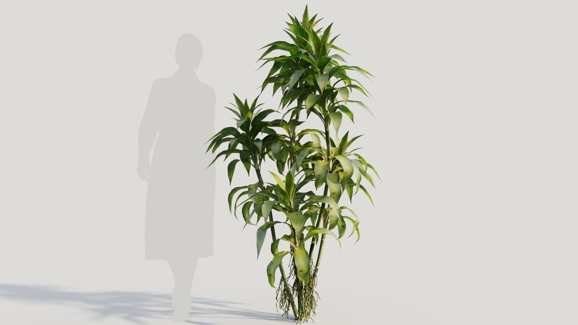 Dracaena sanderiana b 3D model_7
