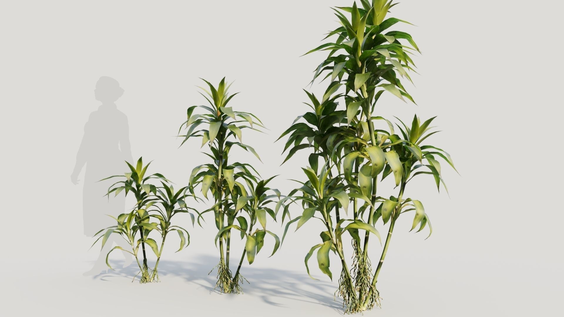 Dracaena sanderiana b 3D model_1