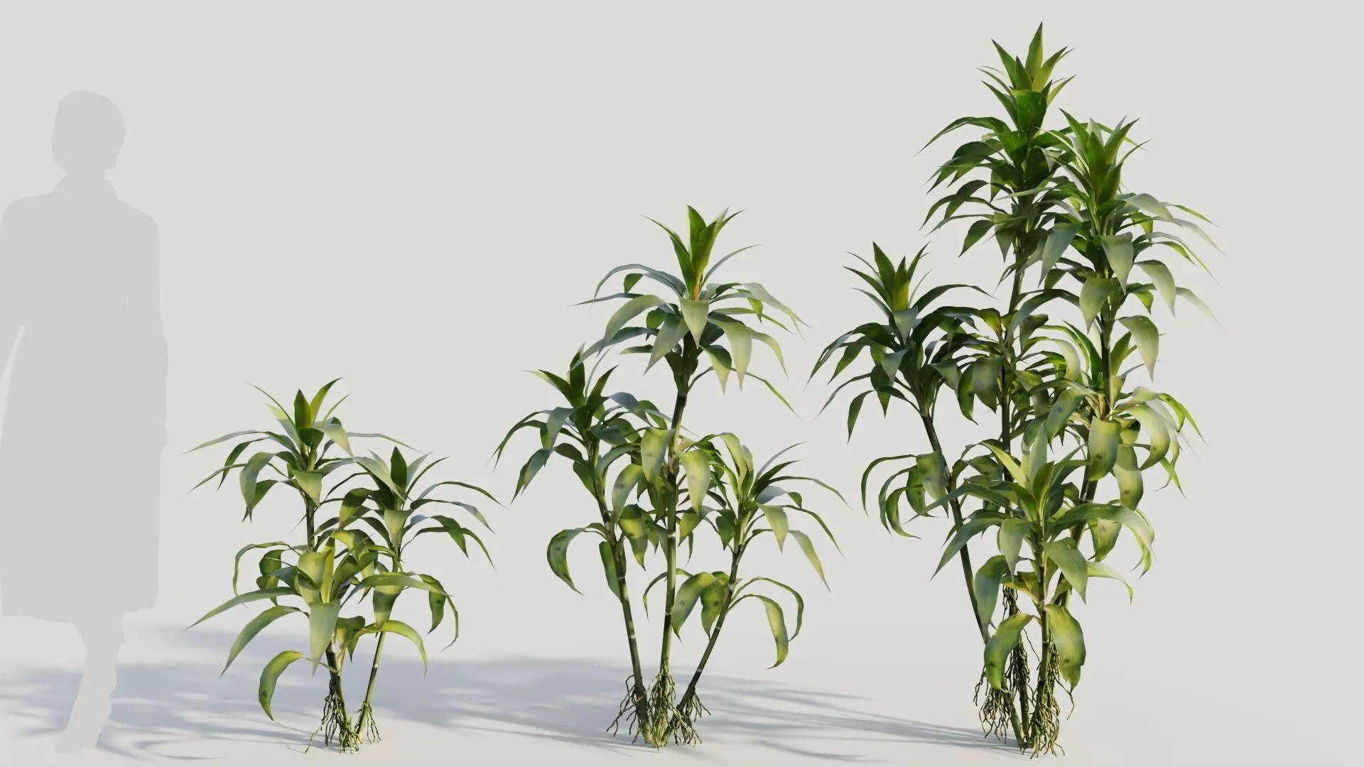 Dracaena sanderiana b 3D model_0