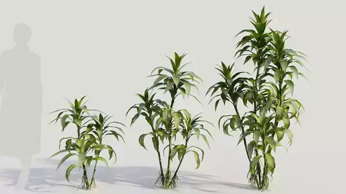 Dracaena sanderiana b