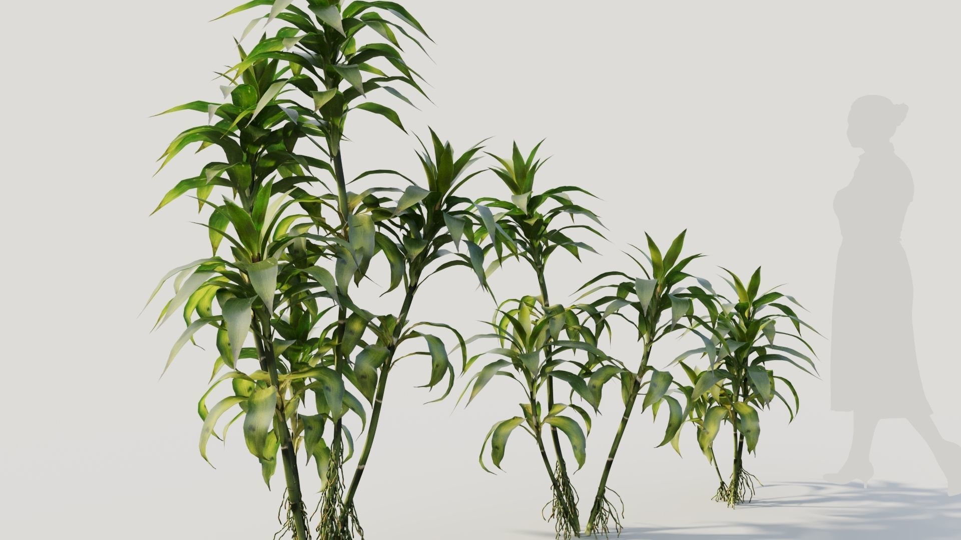 Dracaena sanderiana b 3D model_4