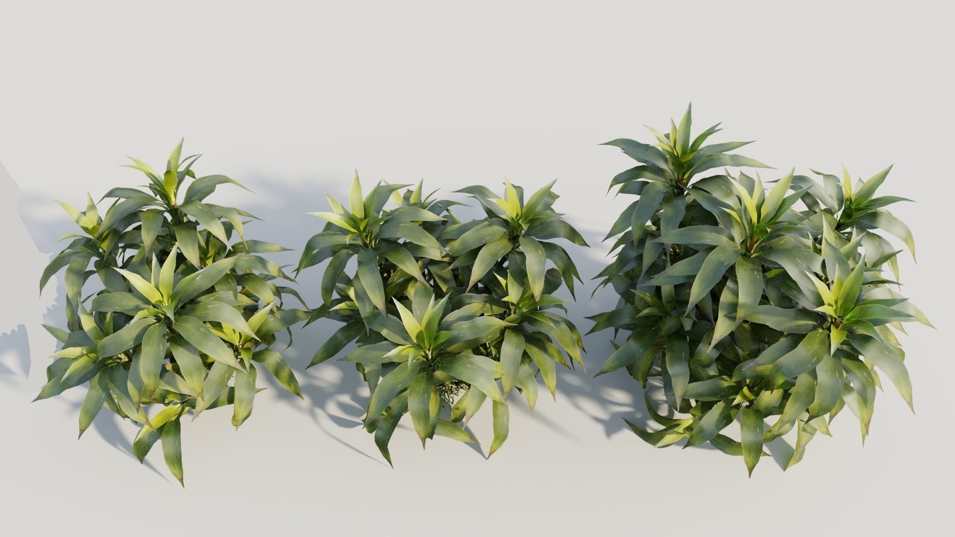 Dracaena sanderiana c 3D model_2