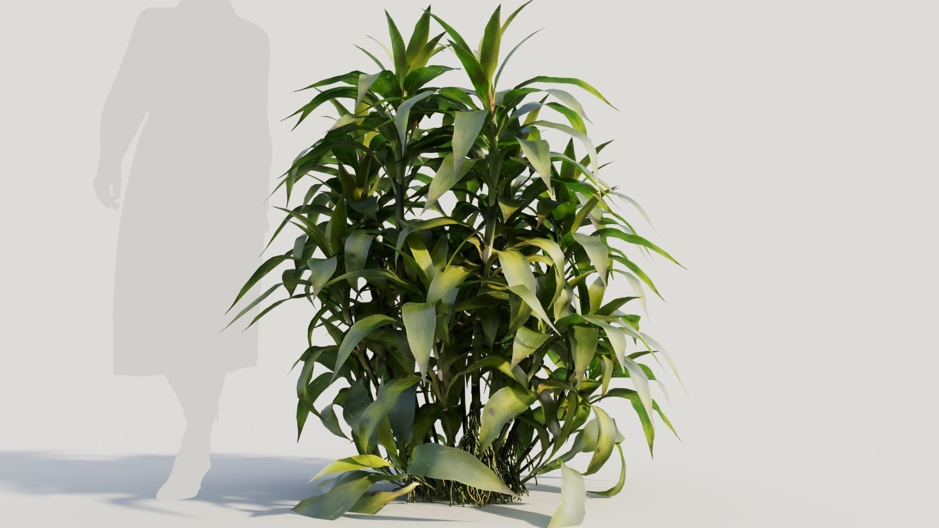 Dracaena sanderiana c 3D model_7