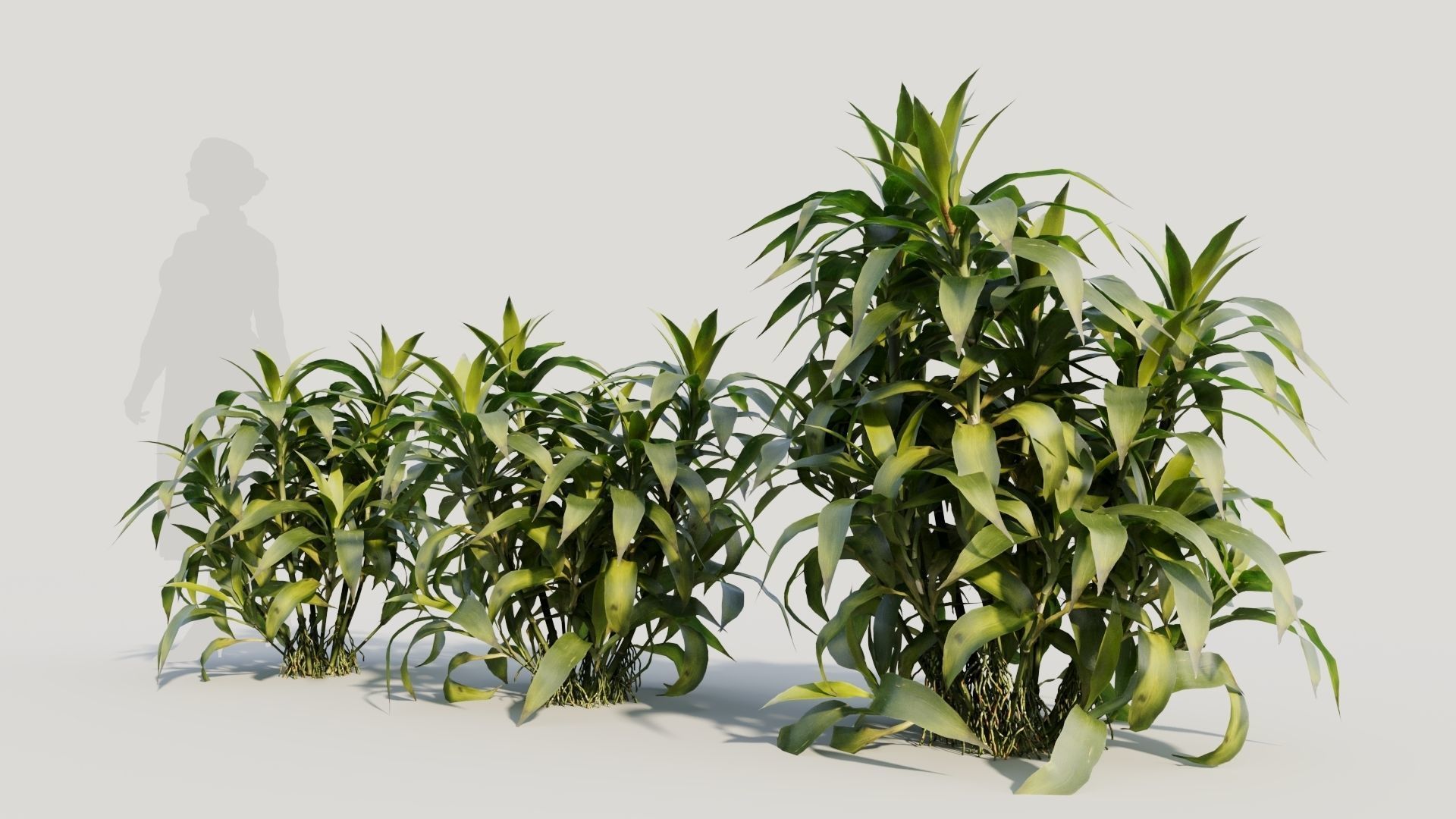 Dracaena sanderiana c 3D model_1