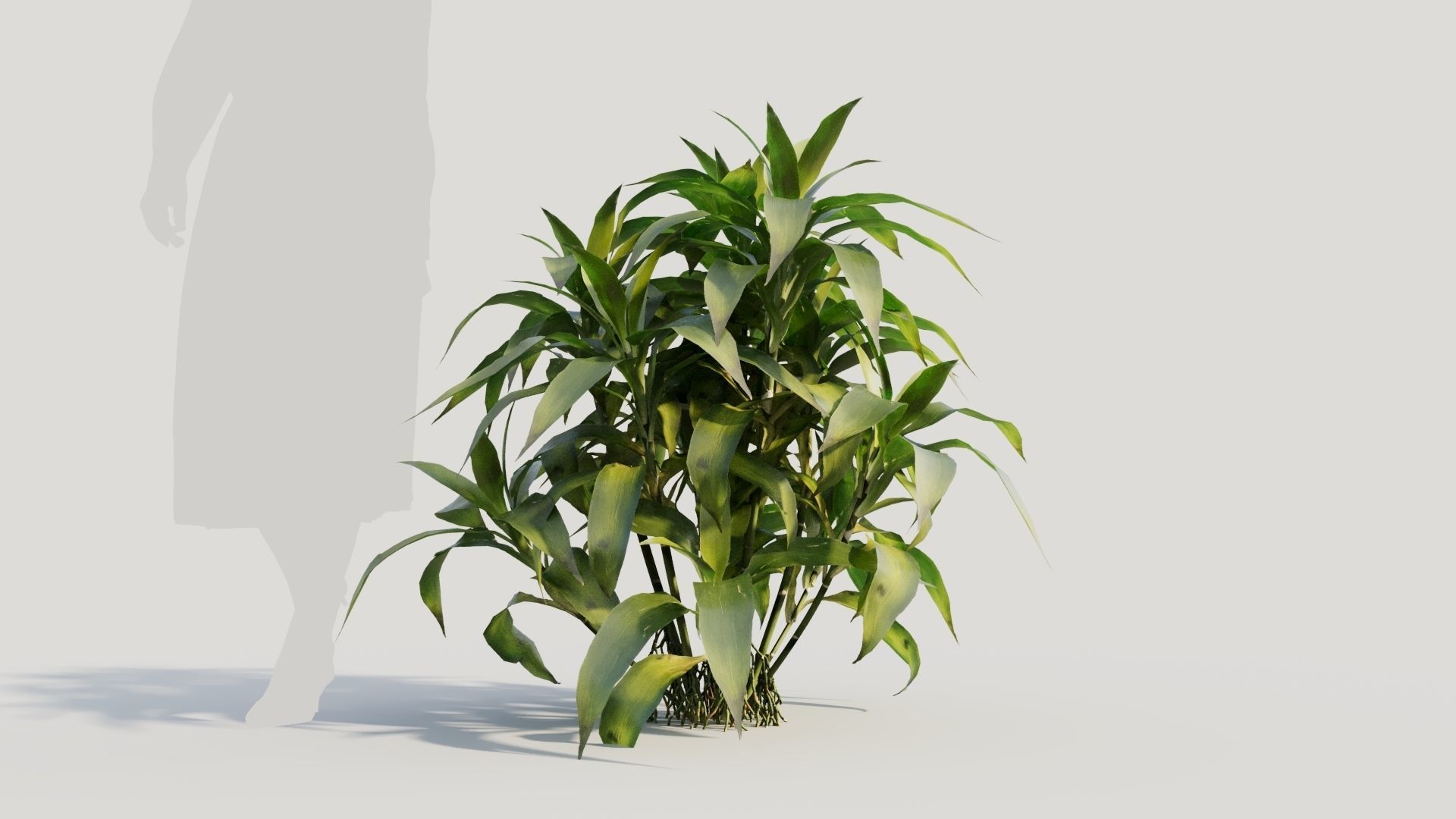 Dracaena sanderiana c 3D model_5