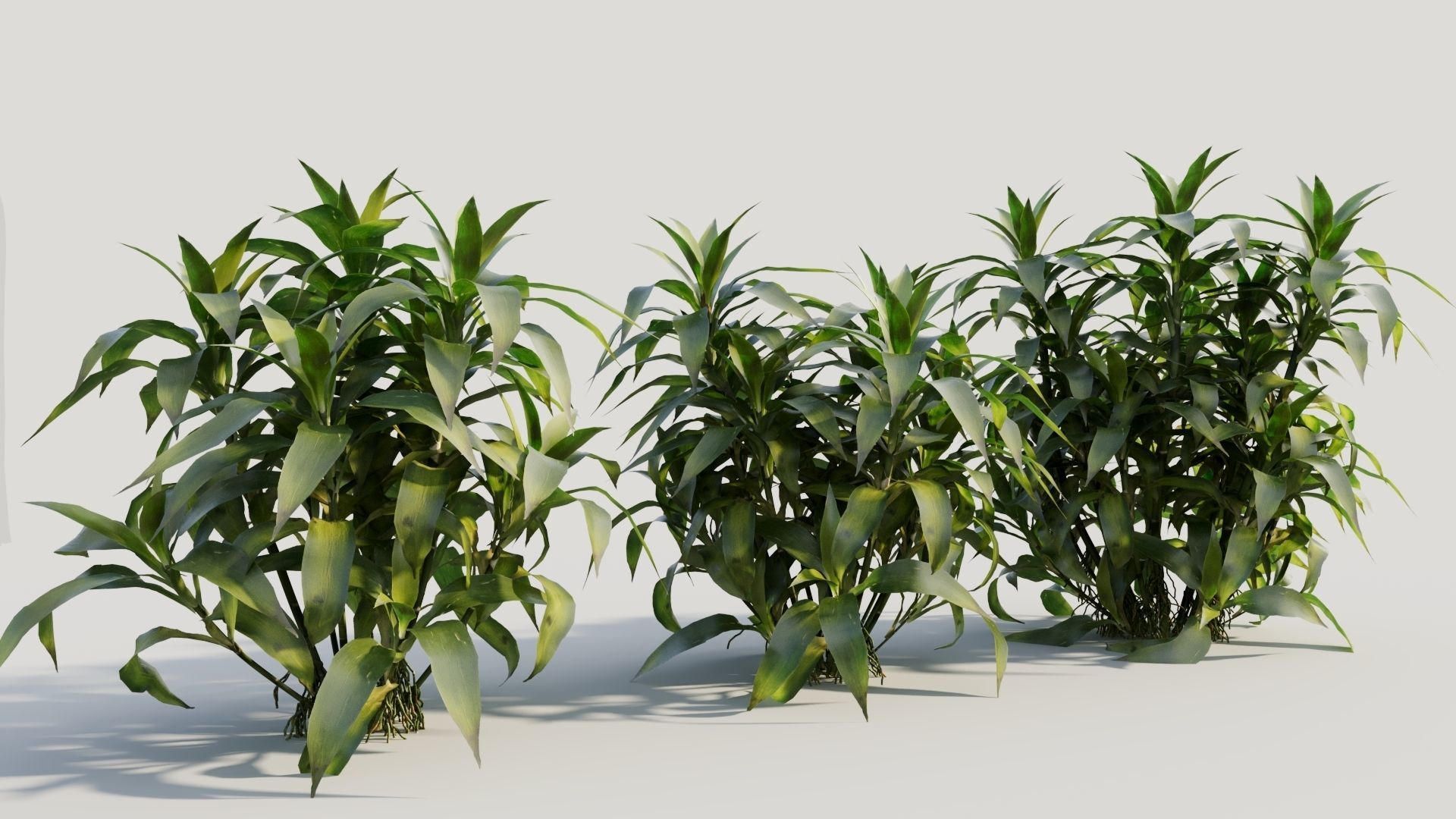 Dracaena sanderiana c 3D model_3