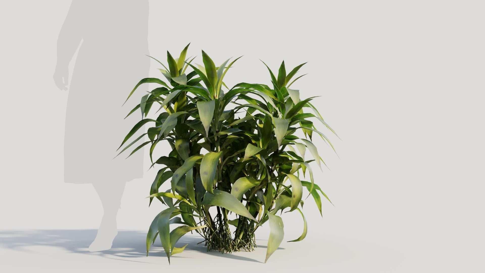 Dracaena sanderiana c 3D model_6