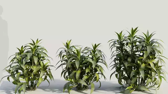 Dracaena sanderiana c