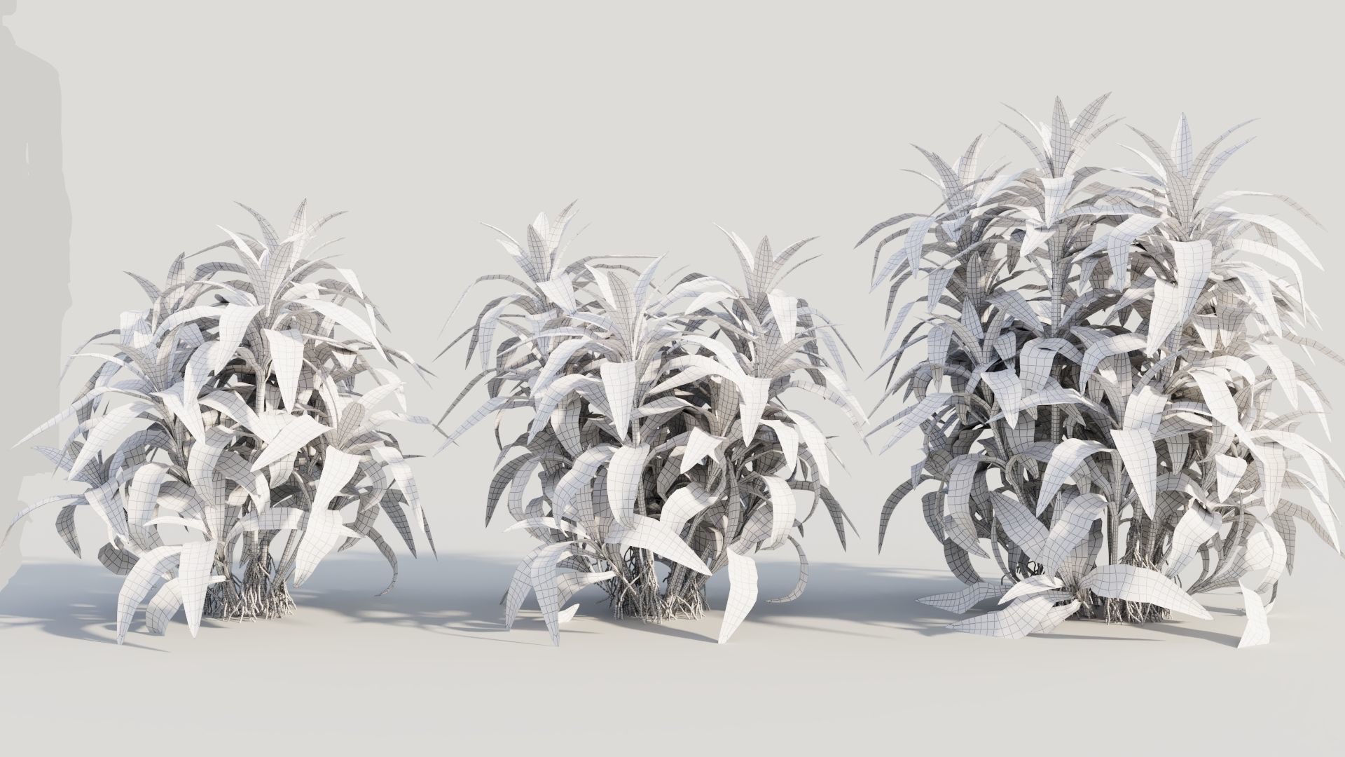 Dracaena sanderiana c 3D model_8