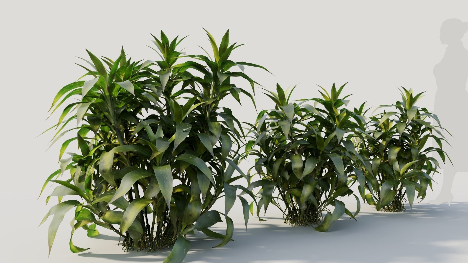 Dracaena sanderiana c 3D model_4