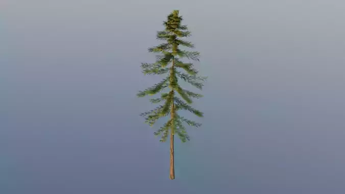 Pine Tree