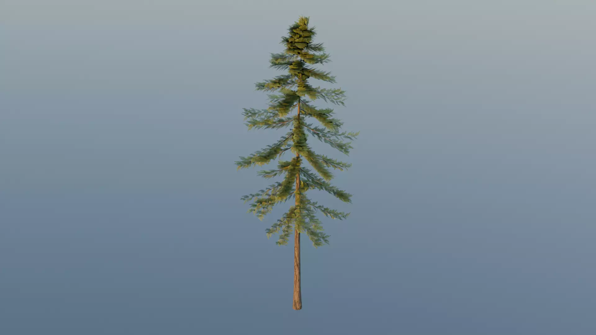 Pine Tree Free 3D model