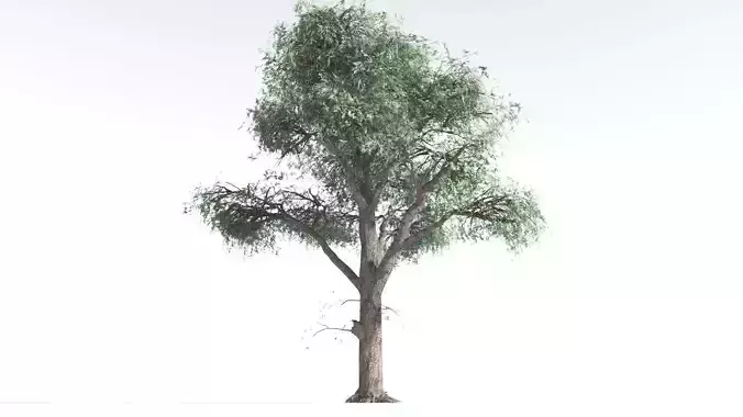 EVERYPlant Kauri Pine LowPoly 1 --16 Models-- Low-poly 3D model