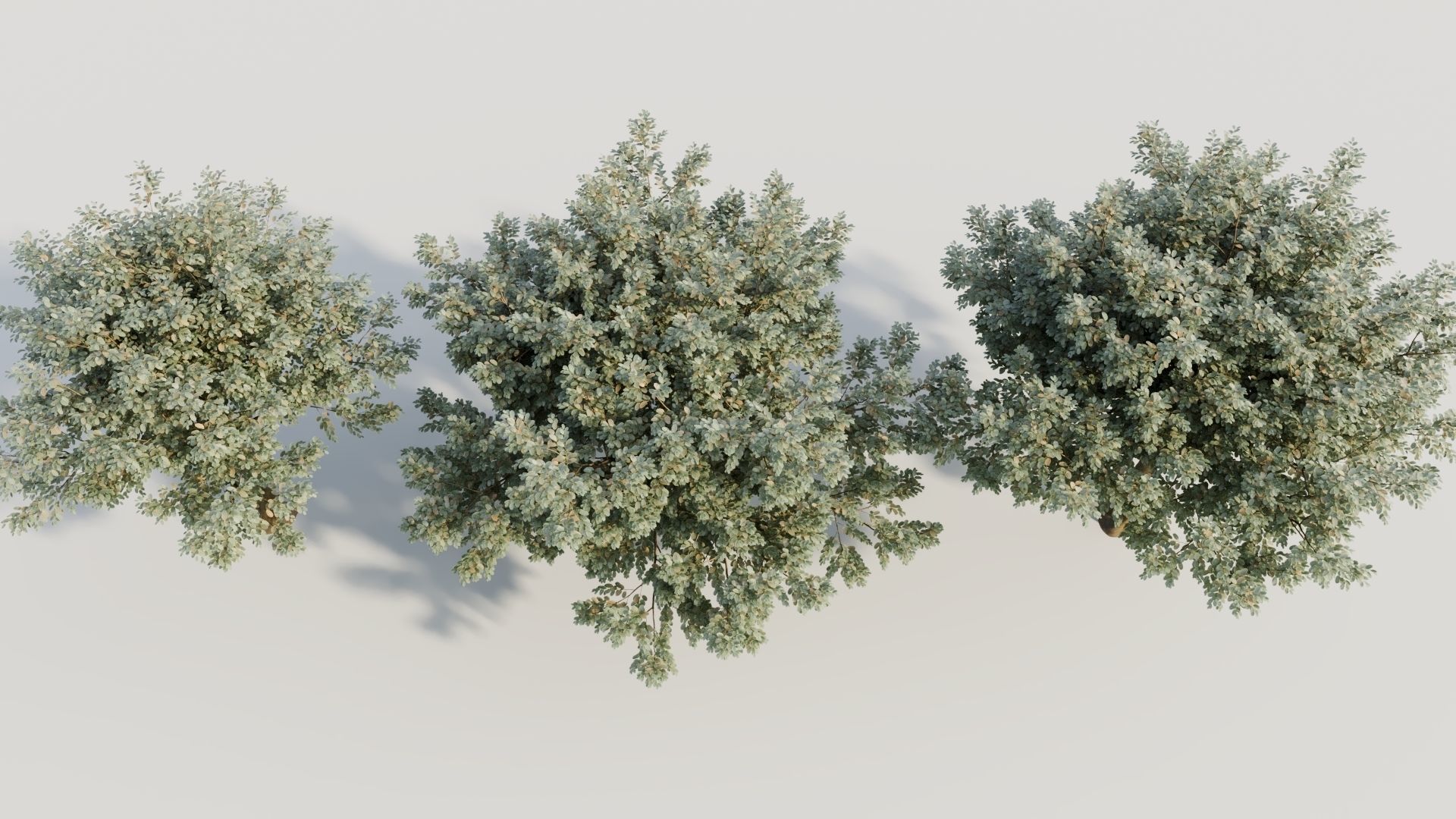 Ficus macrophylla b 3D model_2