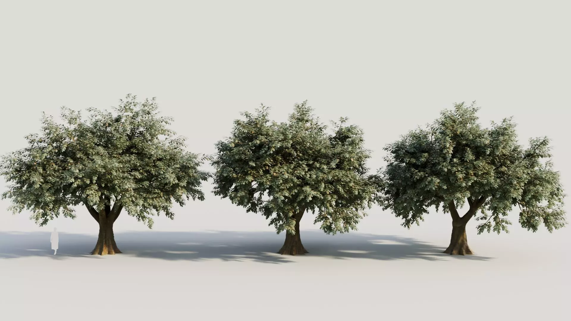Ficus macrophylla b 3D model_0