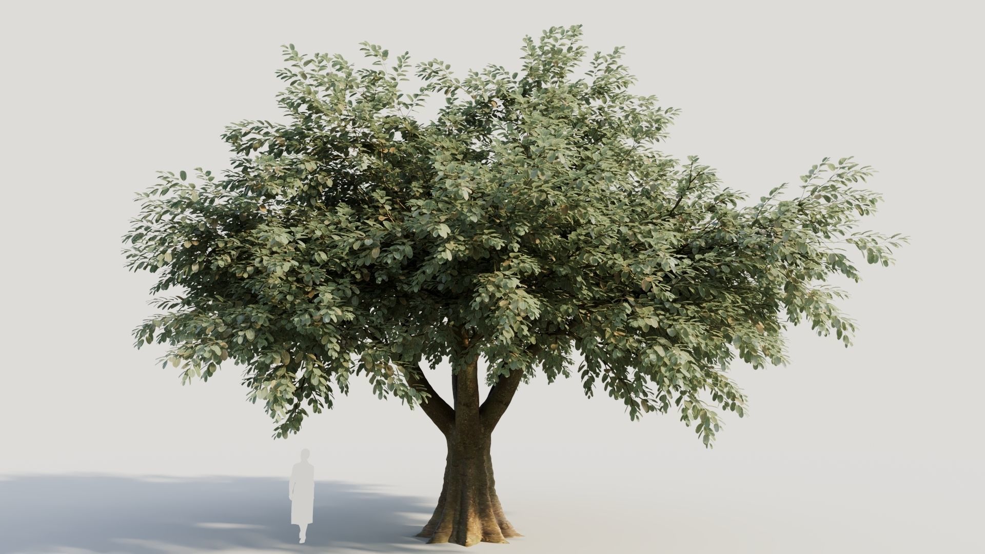 Ficus macrophylla b 3D model_5