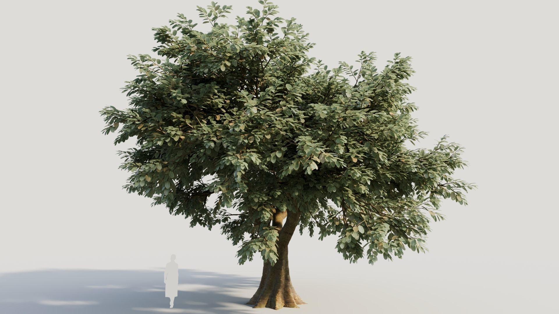 Ficus macrophylla b 3D model_6