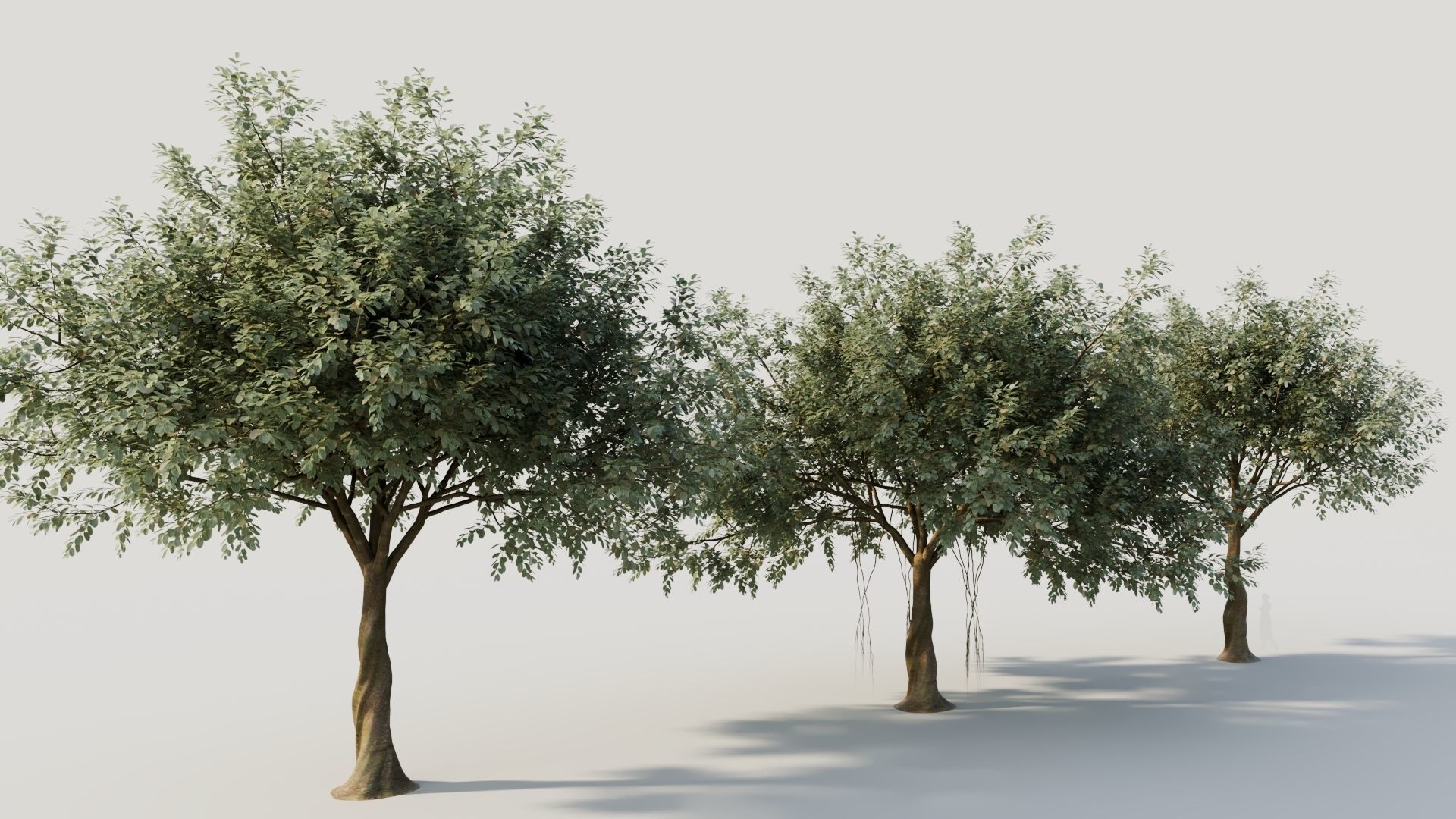 Ficus macrophylla b 3D model_4
