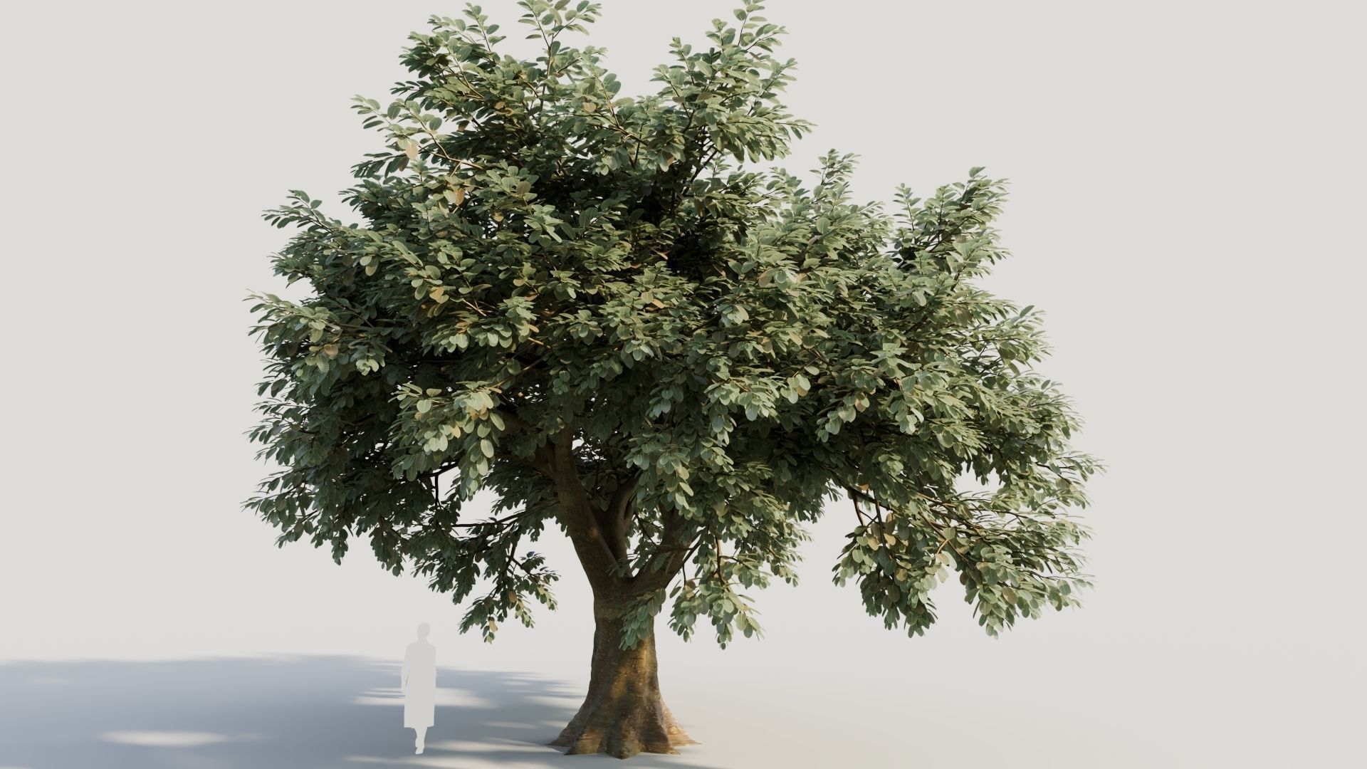 Ficus macrophylla b 3D model_7