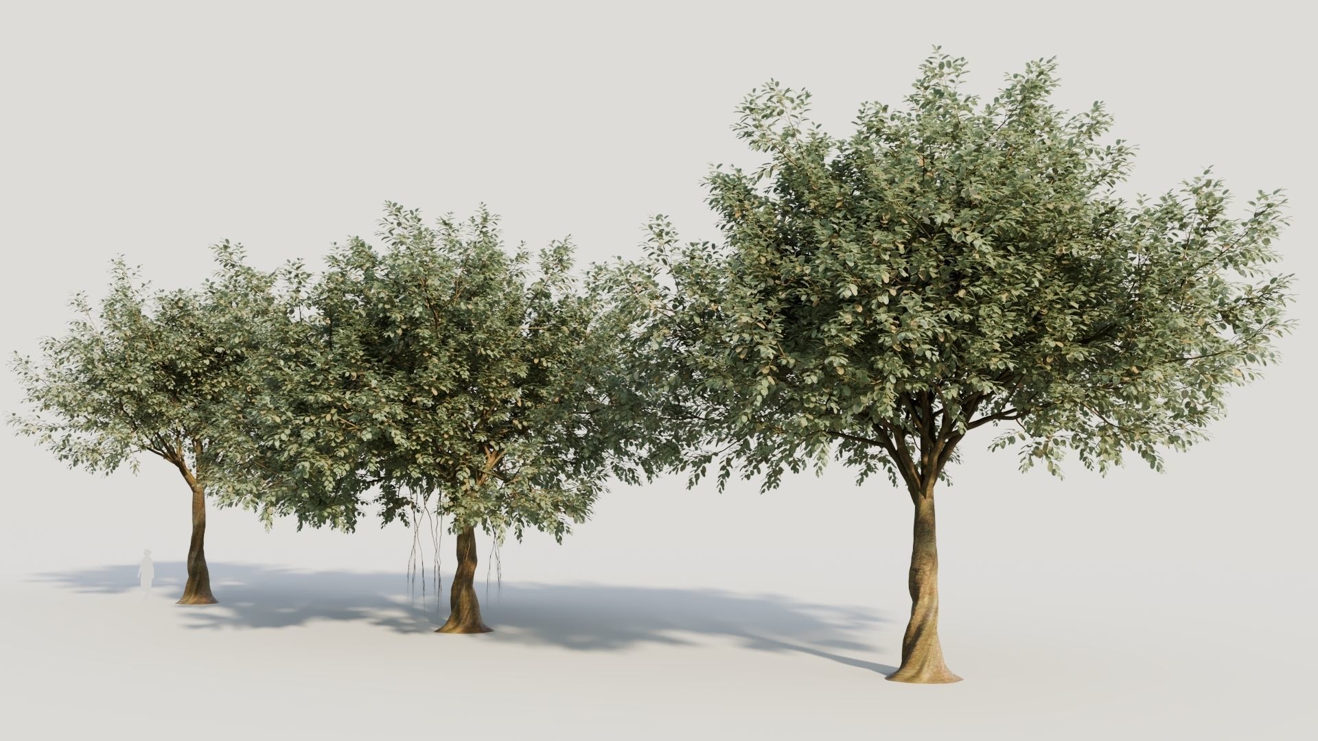 Ficus macrophylla b 3D model_1