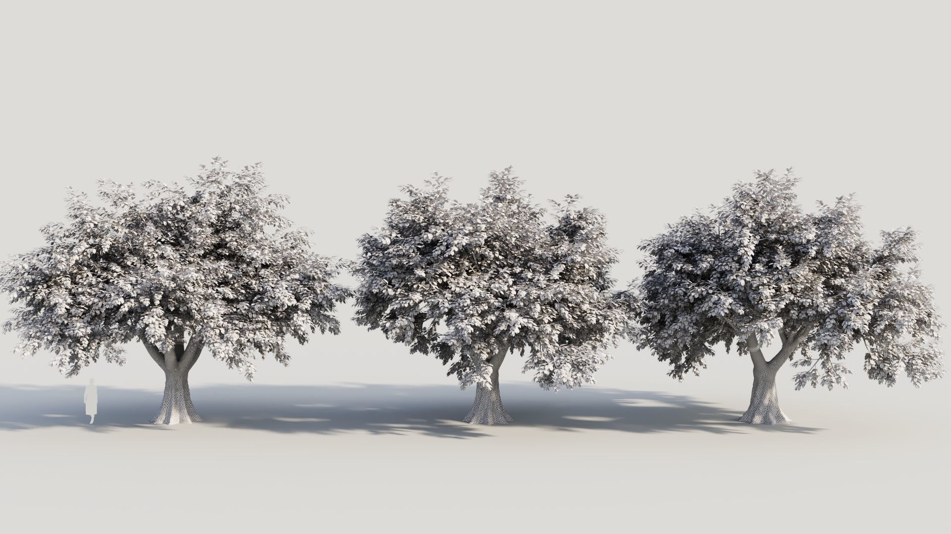 Ficus macrophylla b 3D model_8