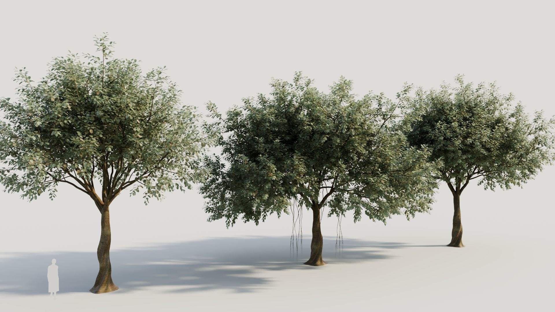 Ficus macrophylla b 3D model_3
