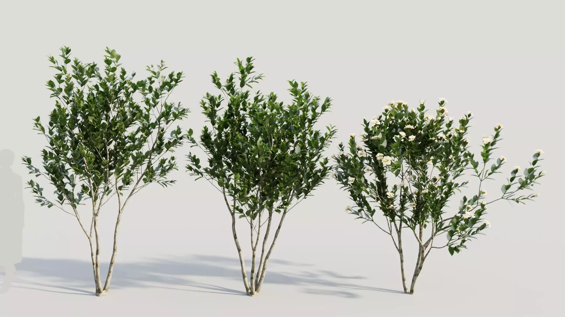 Gardenia jasminoides a 3D model