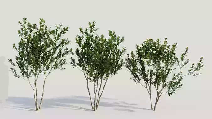 Gardenia jasminoides a