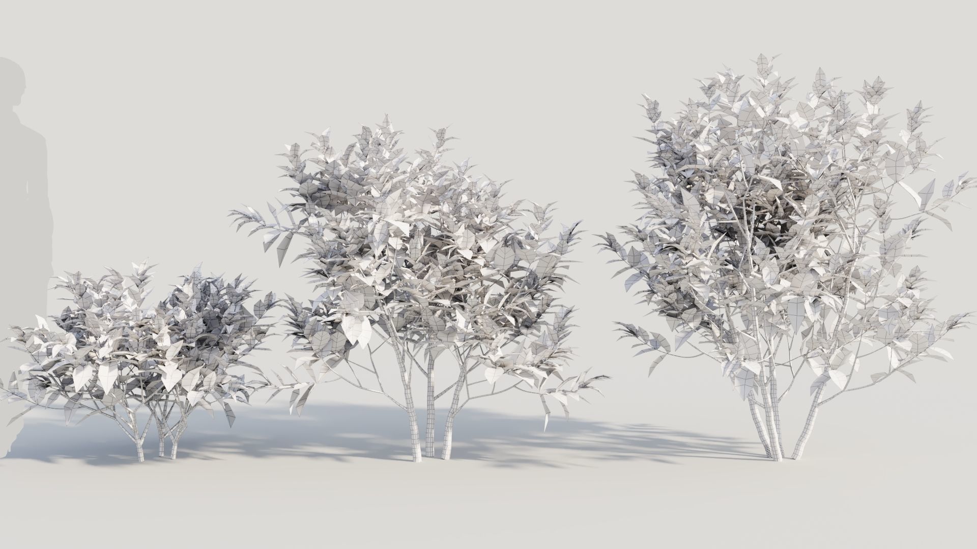Gardenia jasminoides b 3D model_7