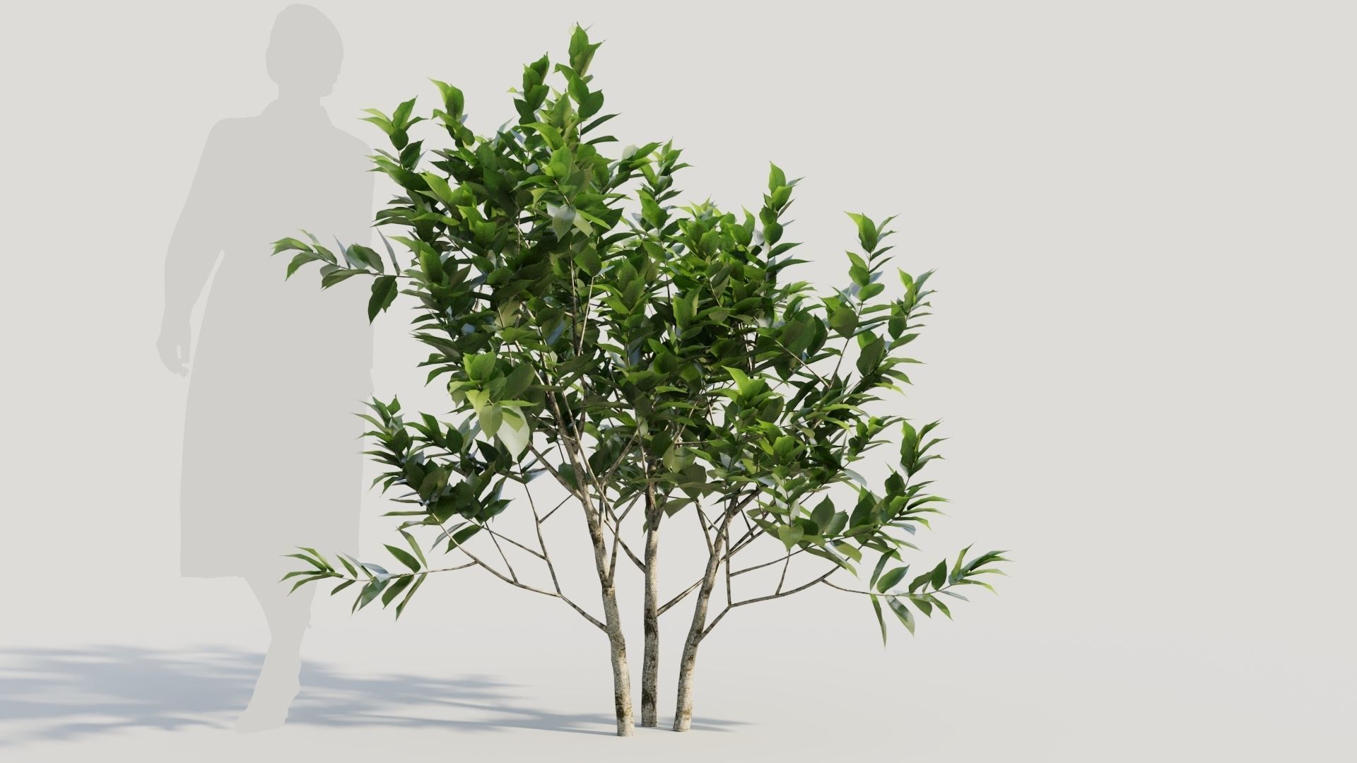 Gardenia jasminoides b 3D model_6
