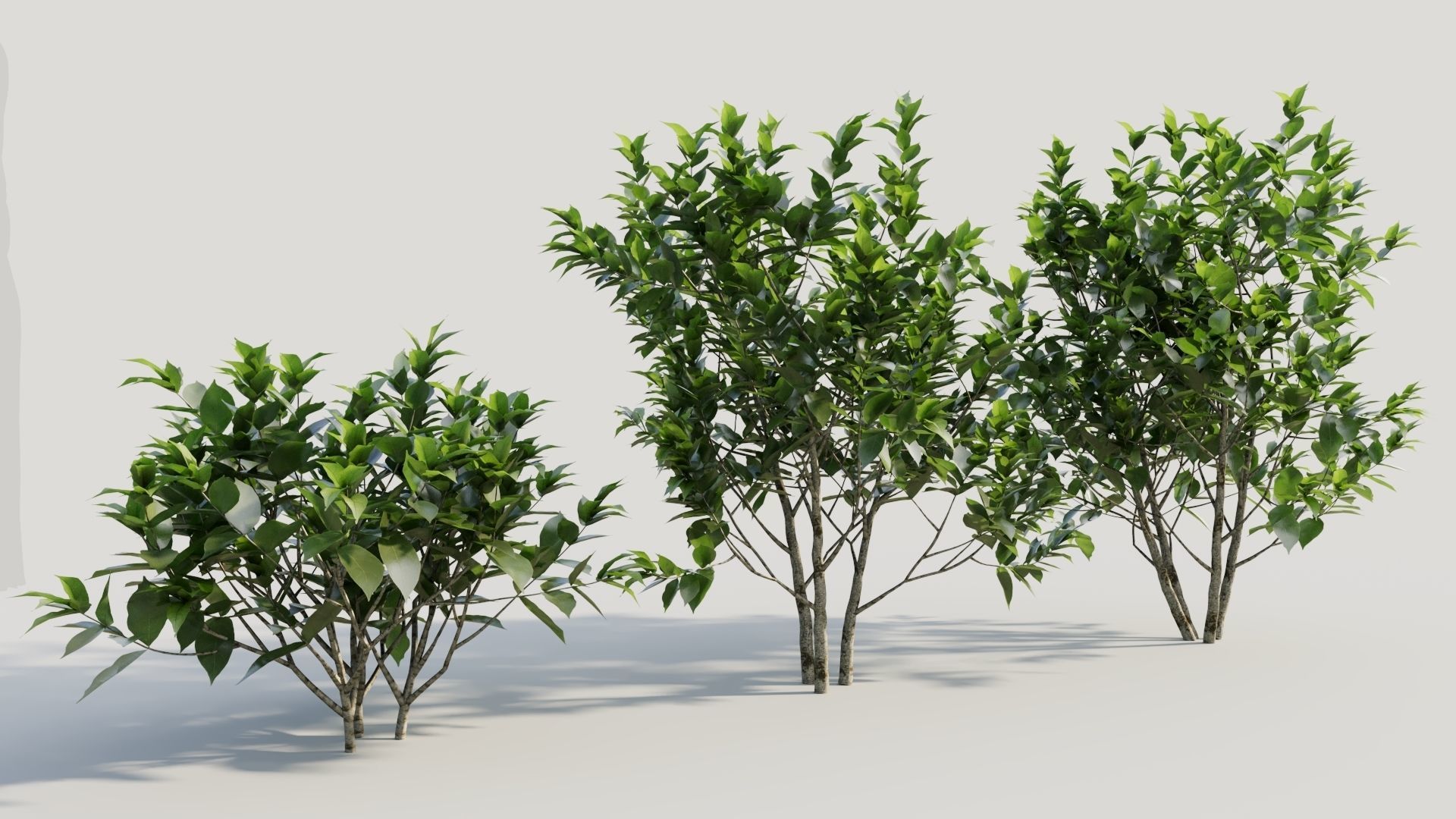 Gardenia jasminoides b 3D model_3