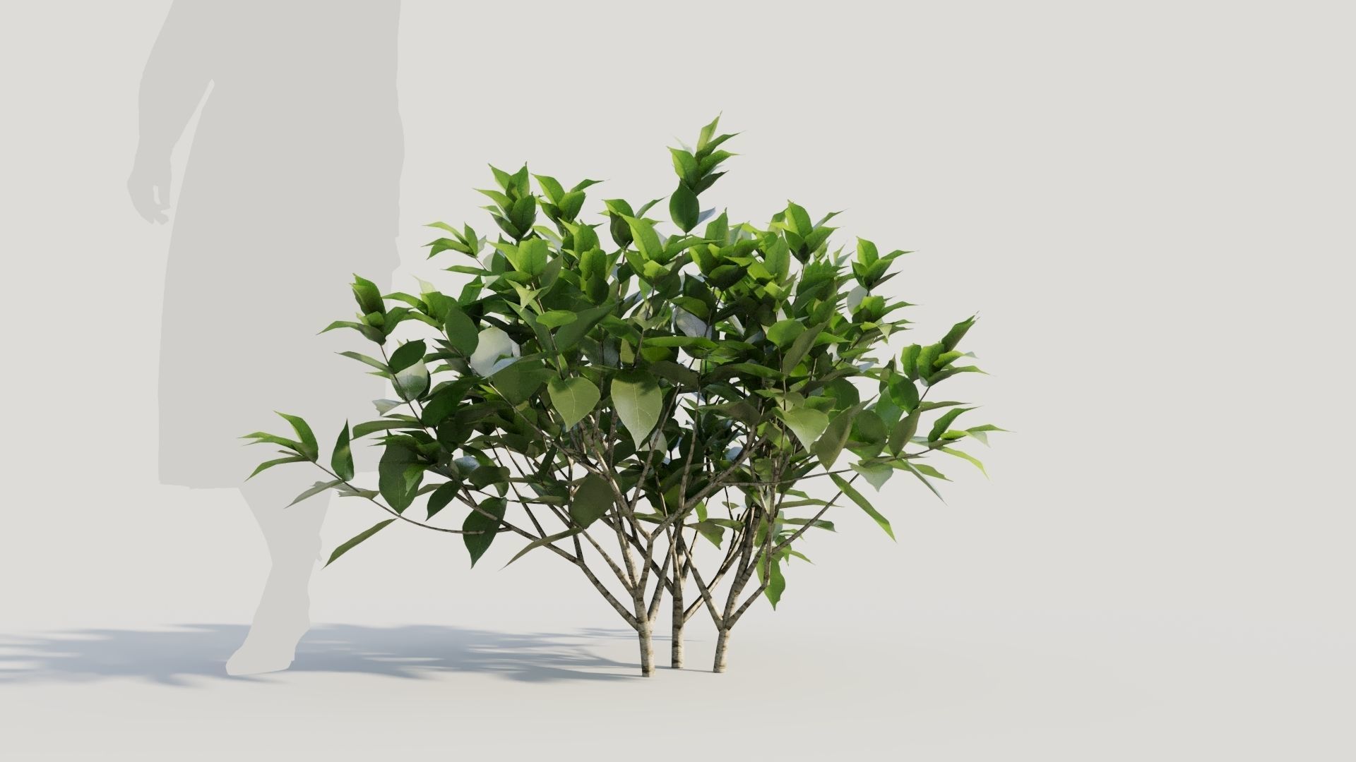 Gardenia jasminoides b 3D model_5