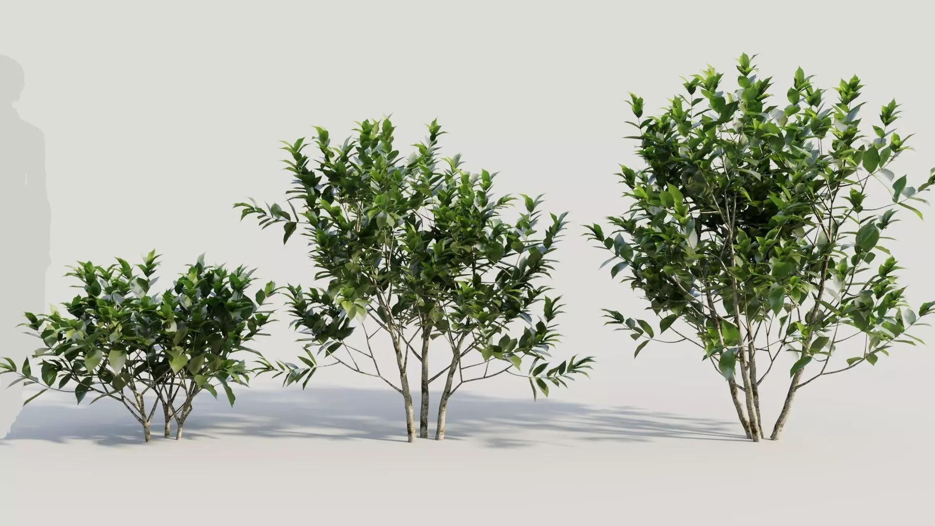 Gardenia jasminoides b 3D model_0