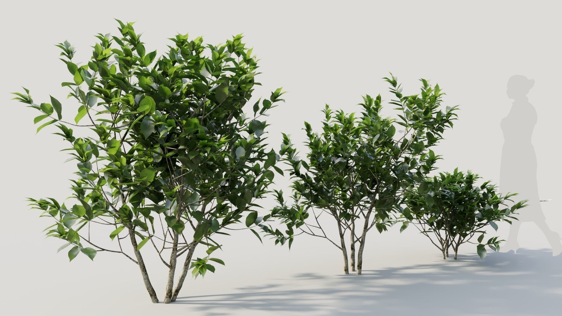 Gardenia jasminoides b 3D model_4