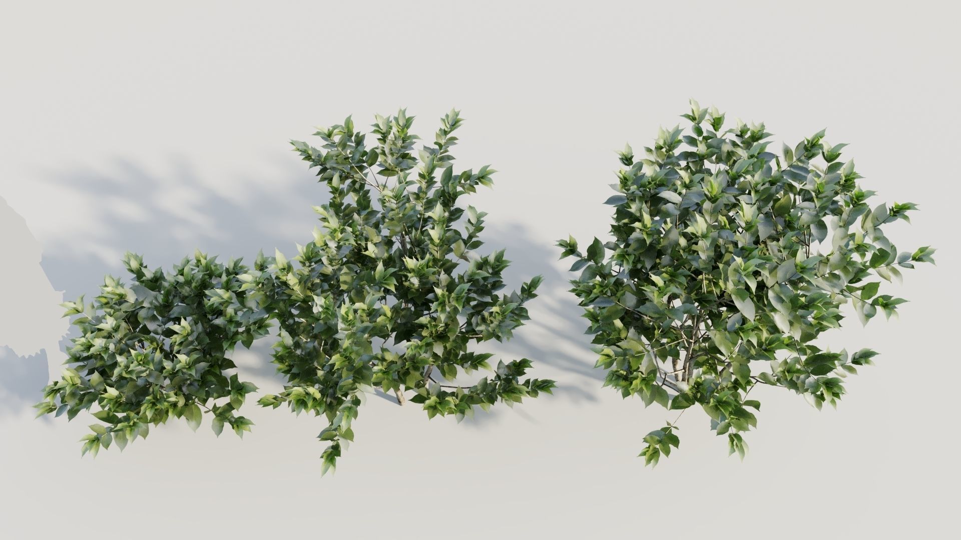 Gardenia jasminoides b 3D model_2