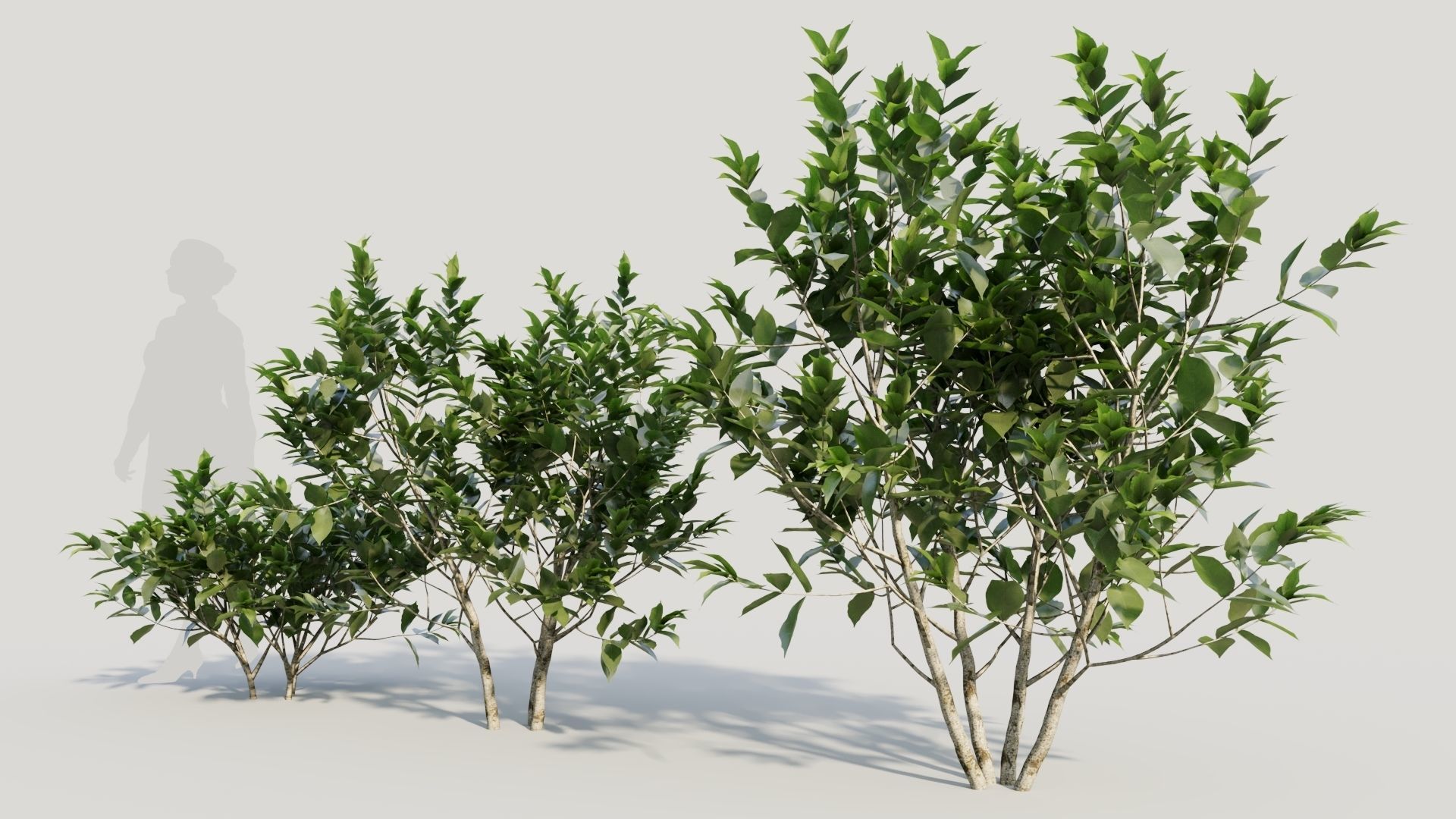 Gardenia jasminoides b 3D model_1
