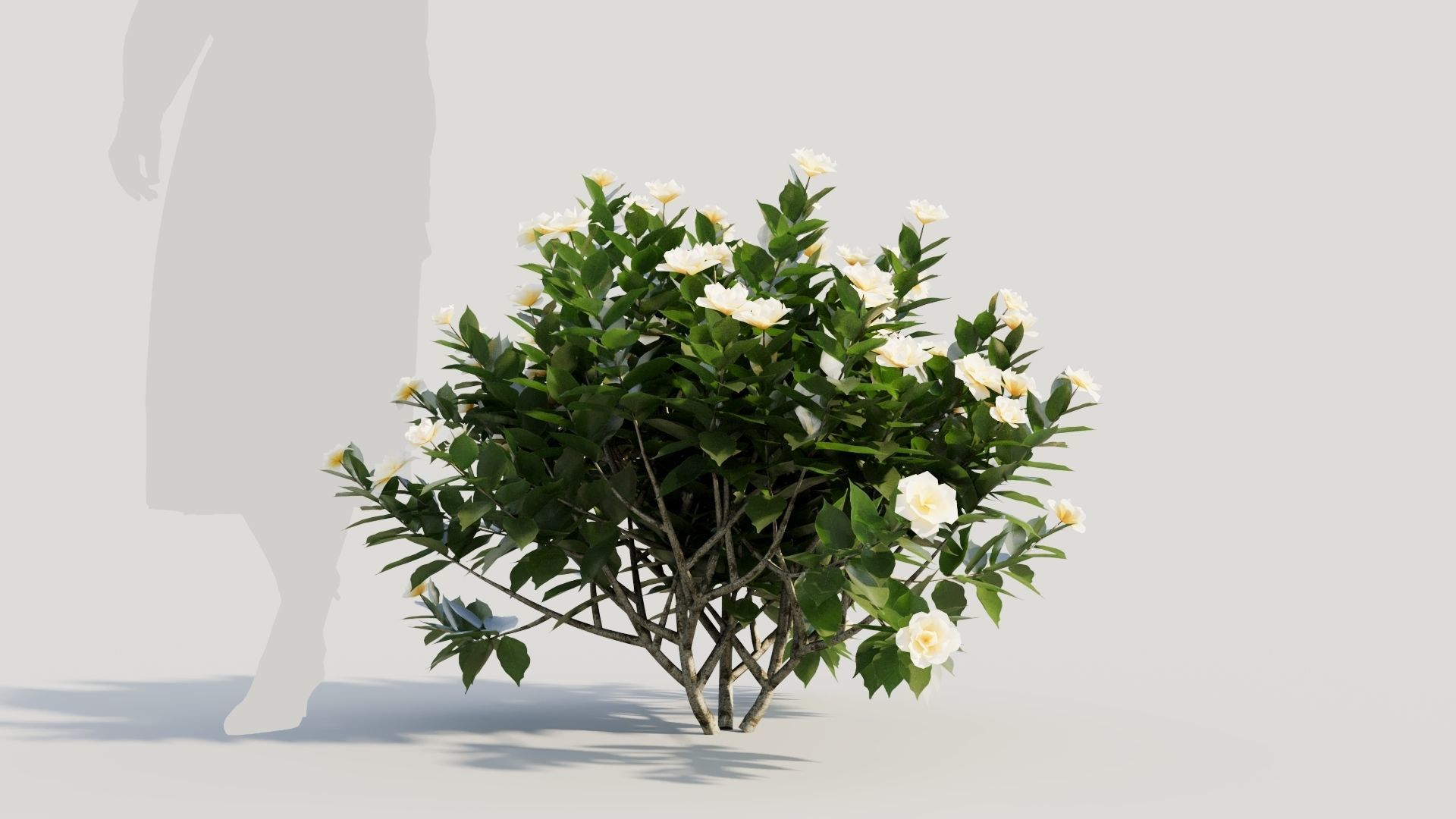 Gardenia jasminoides c 3D model_6
