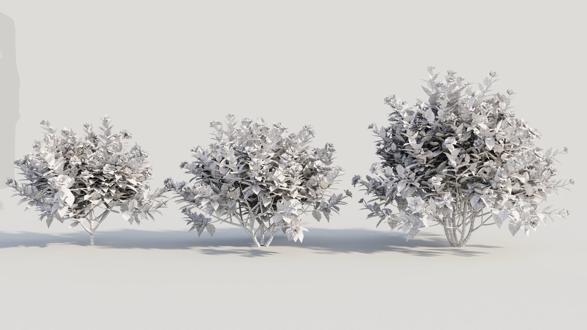 Gardenia jasminoides c 3D model_8