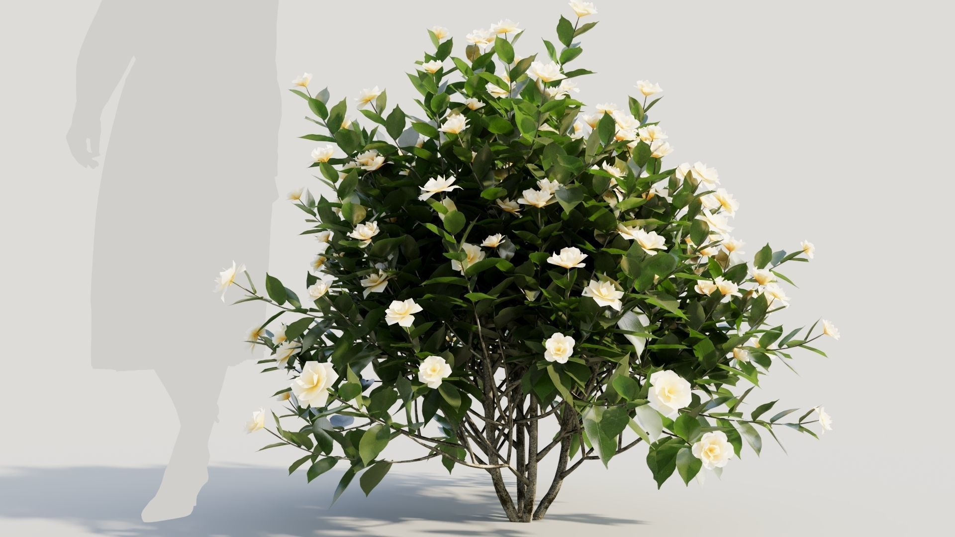 Gardenia jasminoides c 3D model_7
