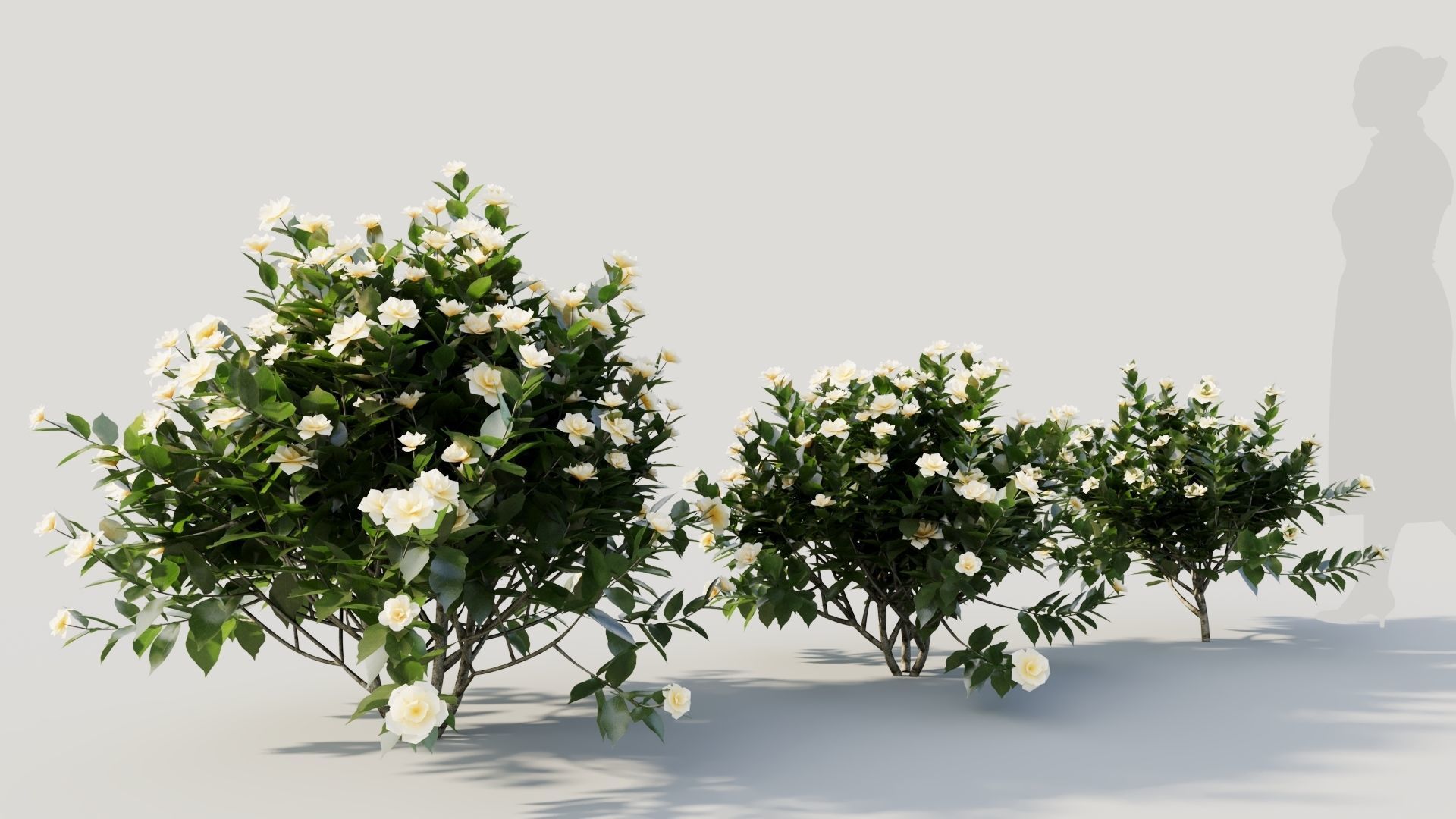 Gardenia jasminoides c 3D model_4